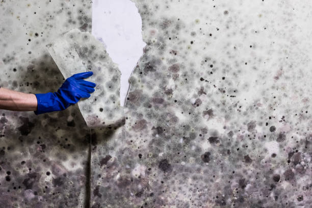 Best Residential Mold Removal  in Montana City, MT